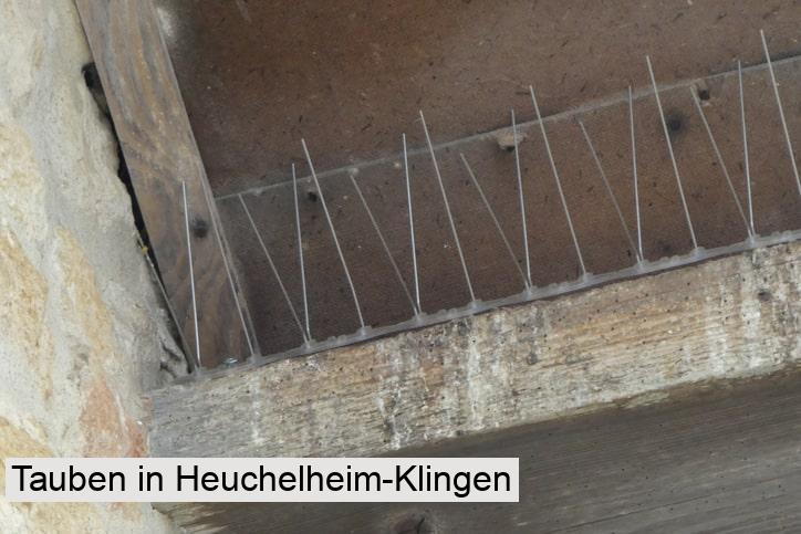 Tauben in Heuchelheim-Klingen